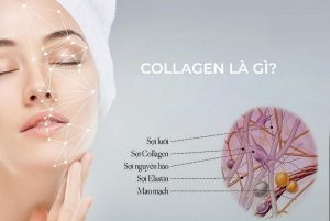 Collagen là gì?